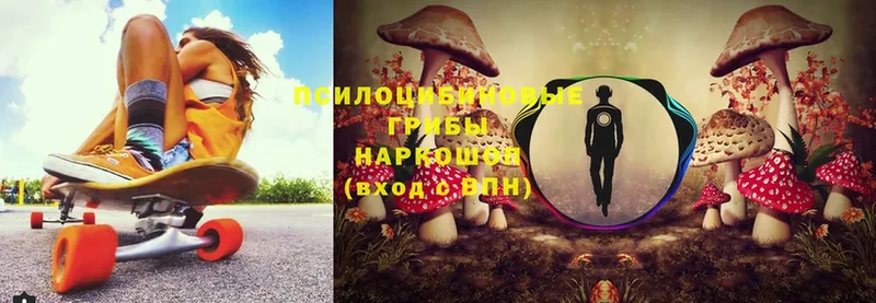 omg зеркало  купить   Нахабино  Галлюциногенные грибы Psilocybine cubensis 